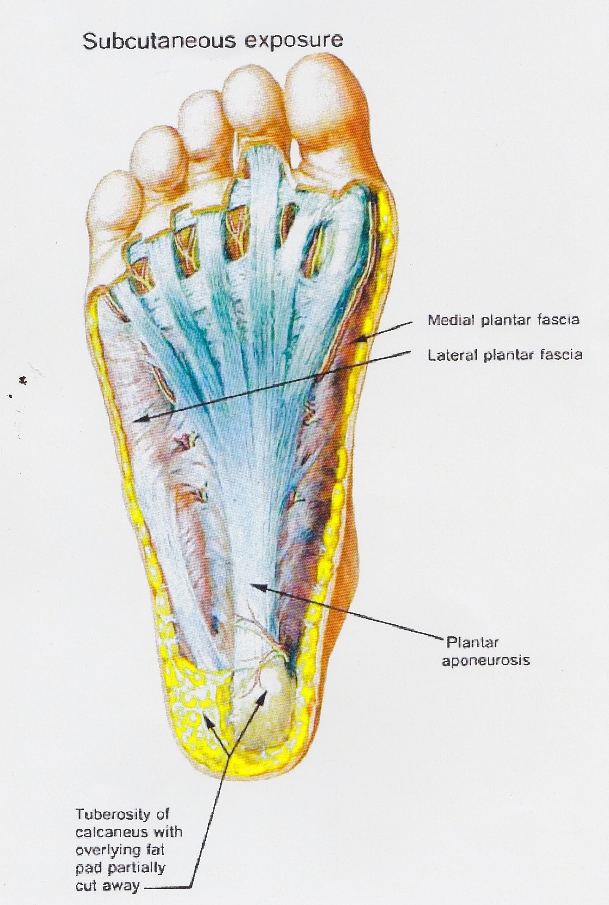 Introduction To Fascia